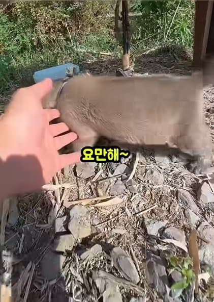 조회수1500만 견주 허락 없이 1개월 아기 강아지 그늘막 설치 사연, (8)