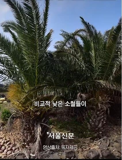 제주실종자가 발견 된 야자수 숲 가는 길을 밤에 직접 가본 기자.. (25)