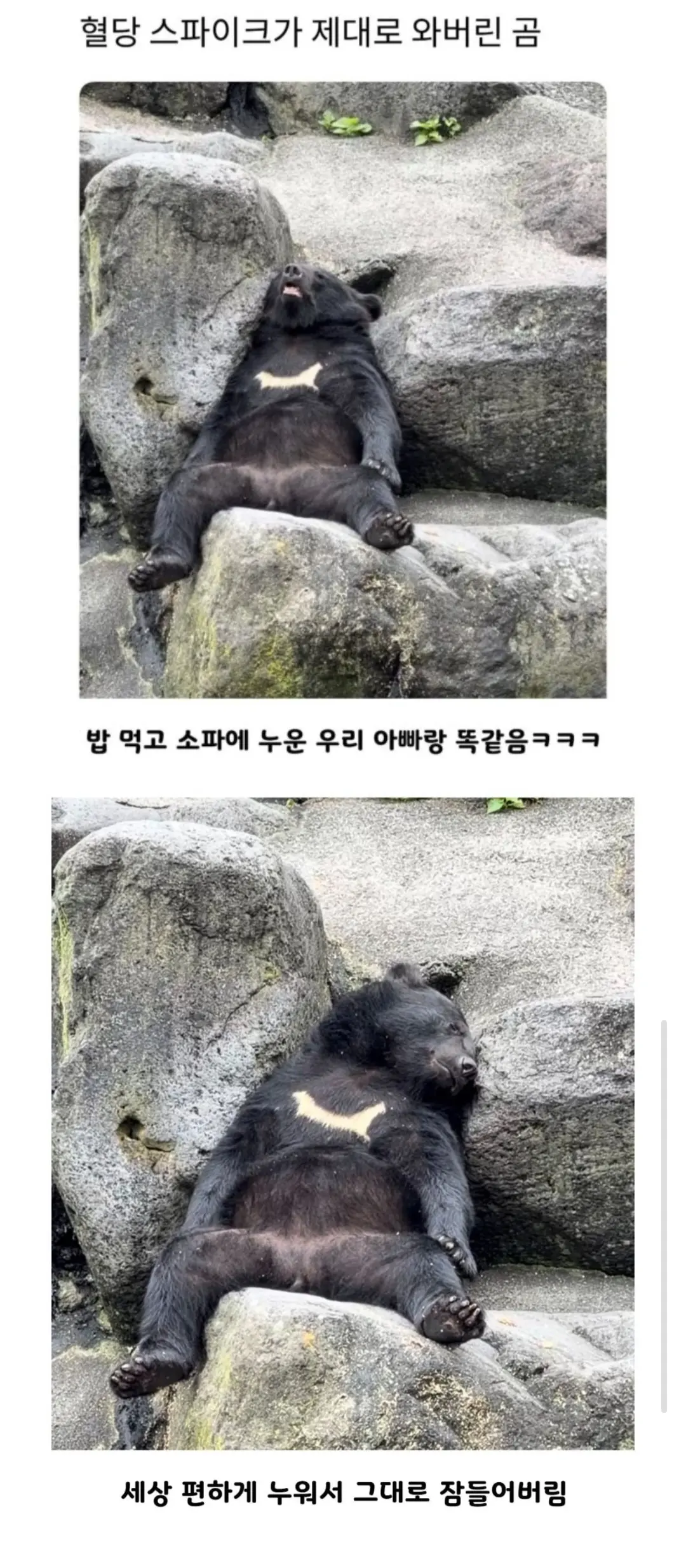 혈당 스파이크가 제대로 와버린 곰