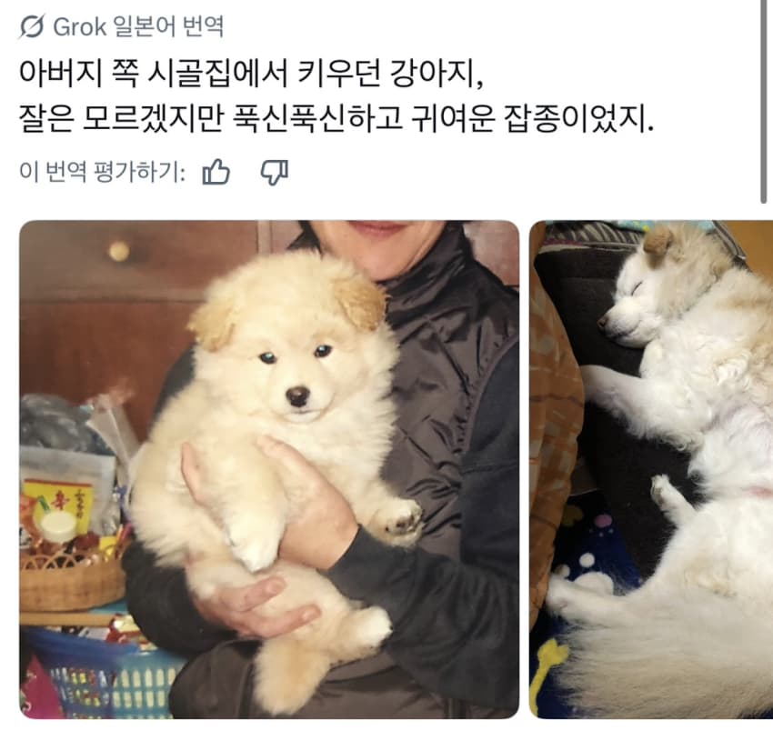 싱글벙글 너무 섞여서 잘 모르겠는 잡종견 사진집이 갖고 싶어 (6)