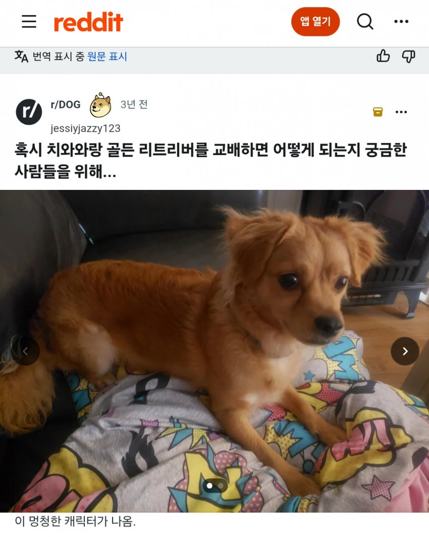 싱글벙글 래딧에 유행한다는 미친 짓 (3)