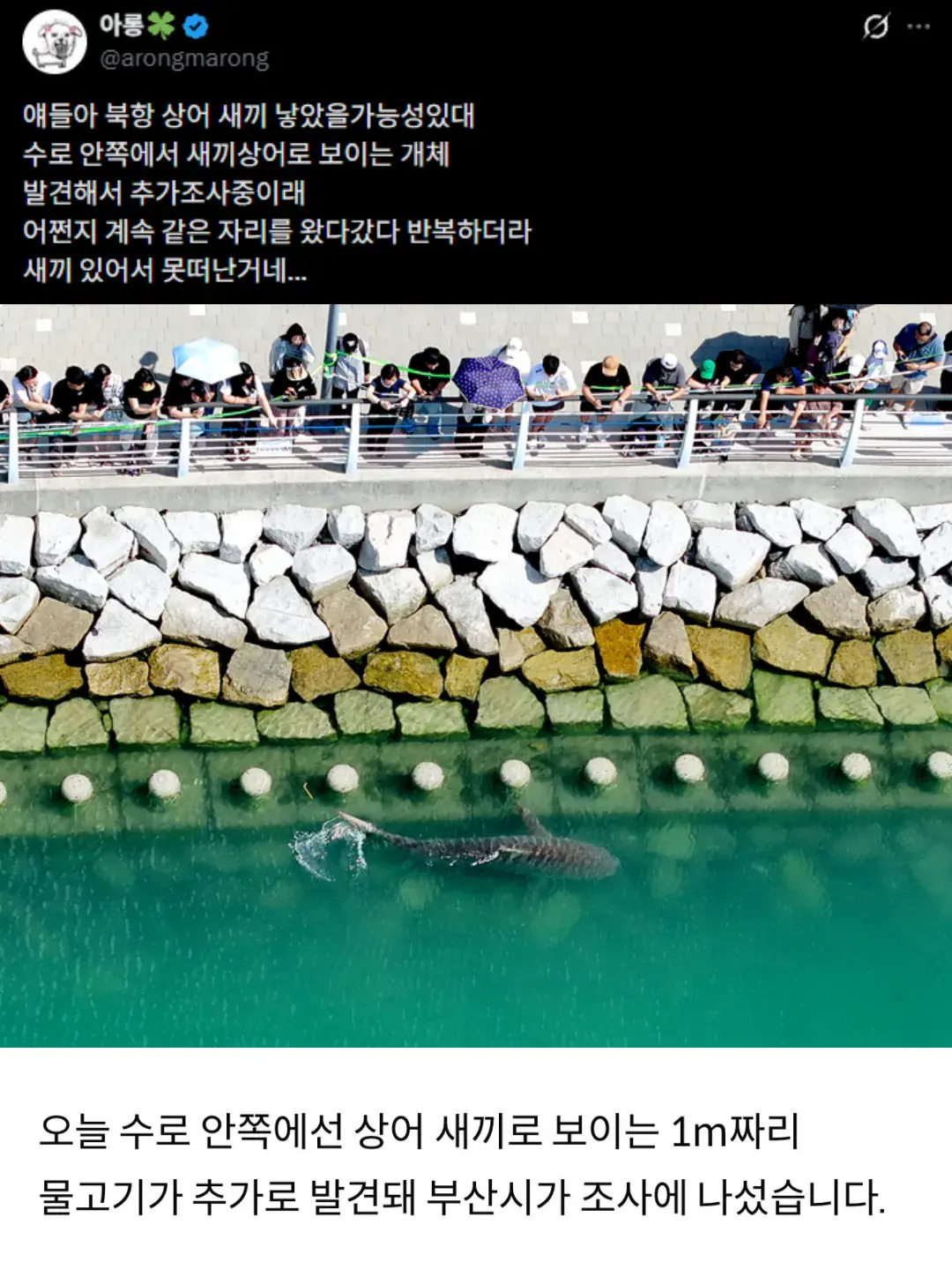 상어 관련주 떡상한 국장 근황.news (8)
