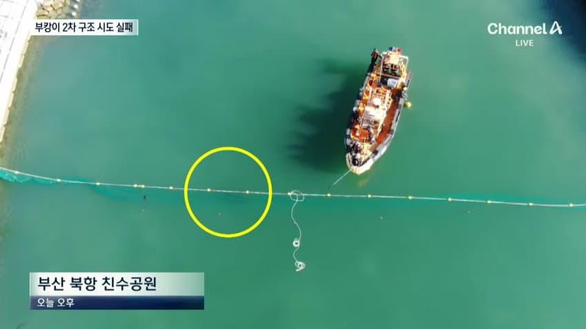 상어 부캉이 구조작업 또 실패…바다 앞서 멈췄다 (19)