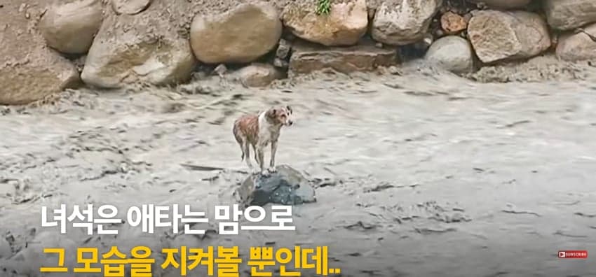 불어난 급류에 강아지 구하러 뛰어든 남자 (7)