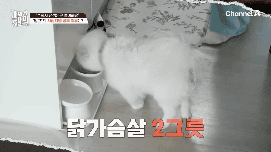 [#개와늑대의시간2] _저 같아도 물 것 같._ 하루에 개를 462번 부르는 보호자!_😨🚨 (귀에 딱지 앉을 듯.)🤕🐕 _ 개와 늑대의 시간2 17회 13-55 screenshot.png