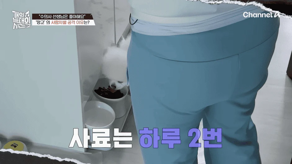 [#개와늑대의시간2] _저 같아도 물 것 같._ 하루에 개를 462번 부르는 보호자!_😨🚨 (귀에 딱지 앉을 듯.)🤕🐕 _ 개와 늑대의 시간2 17회 13-53 screenshot.png