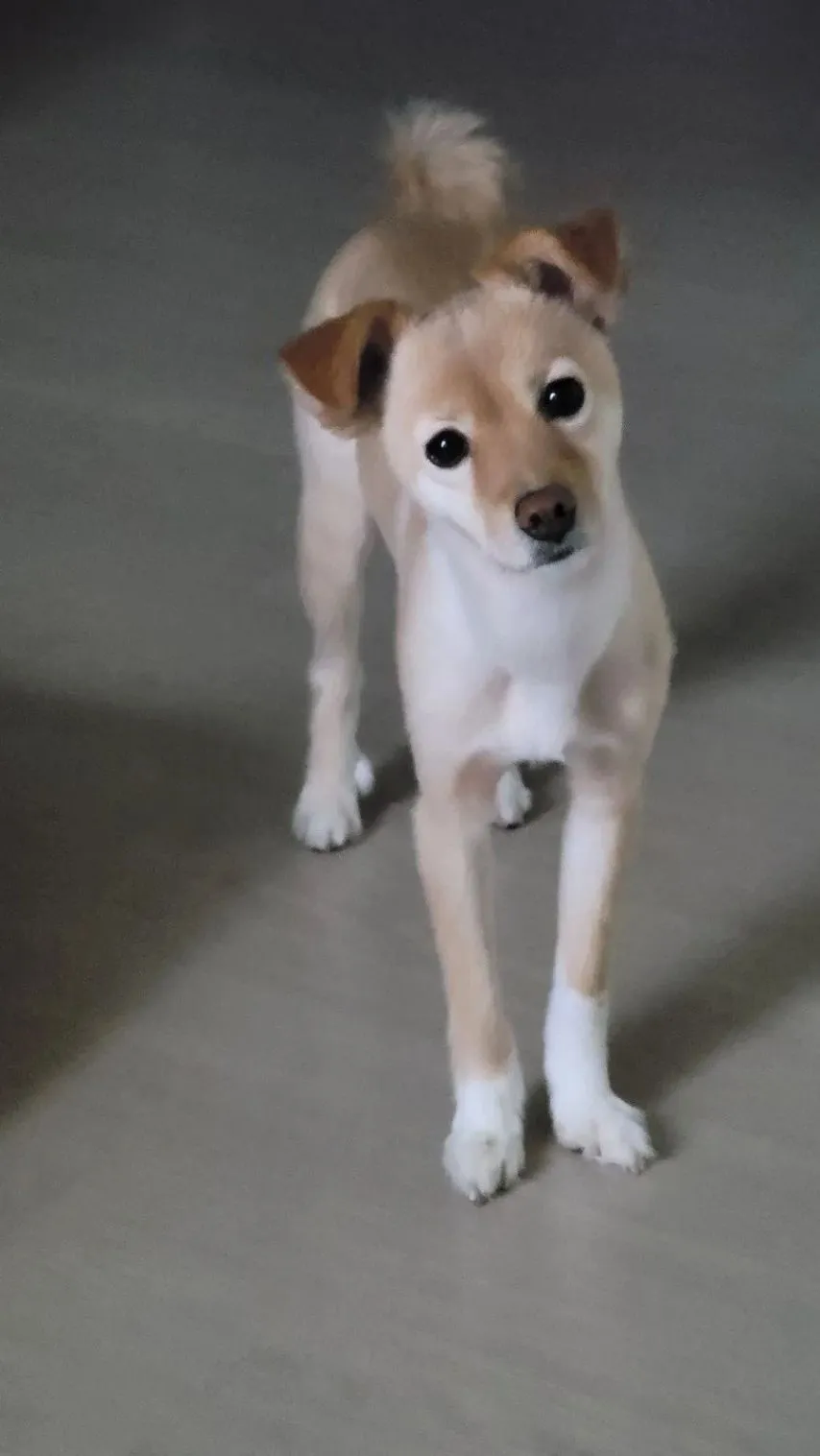 키우던 멍뭉이가 점점 롱다리가 돼서 당황한 견주