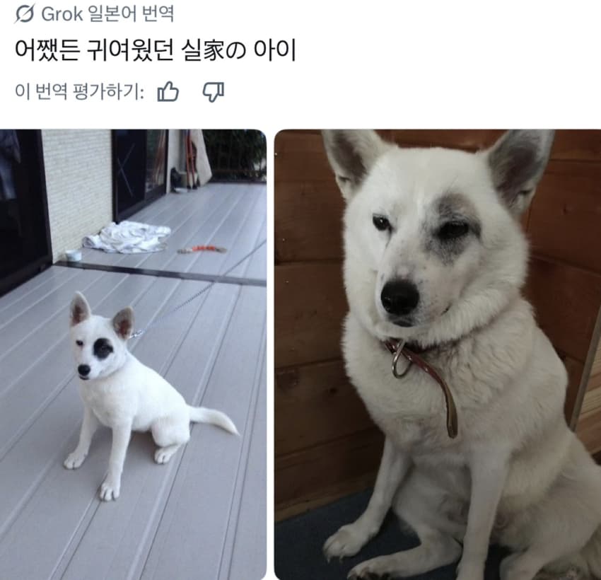 싱글벙글 너무 섞여서 잘 모르겠는 잡종견 사진집이 갖고 싶어 (16)