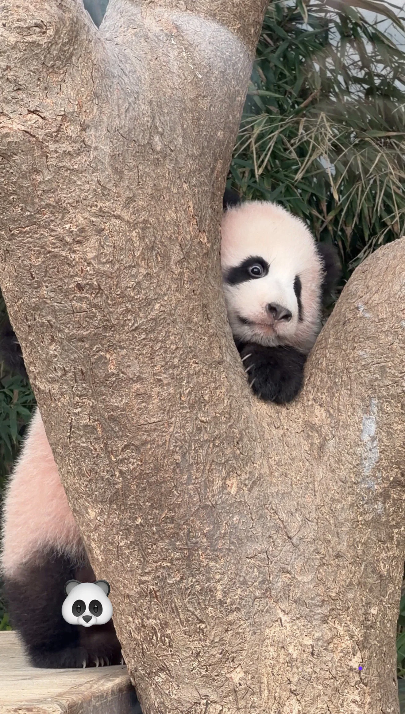 오늘 정식 데뷔한 슈바오🐼🩵 (3)