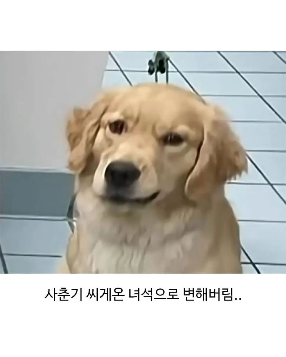 미용실 다녀온 후 표독해진 골댕이 (3)