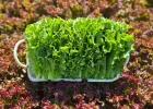 청상추 1kg