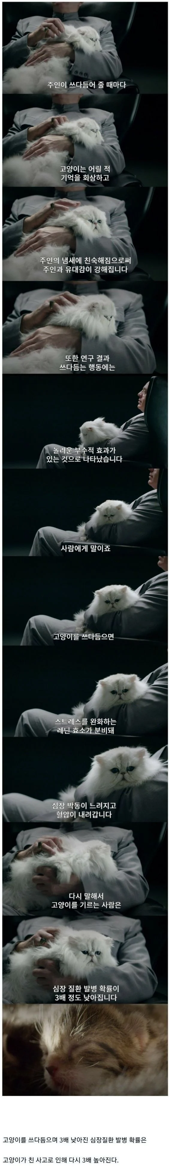 🐱고양이의 유용성. (2)