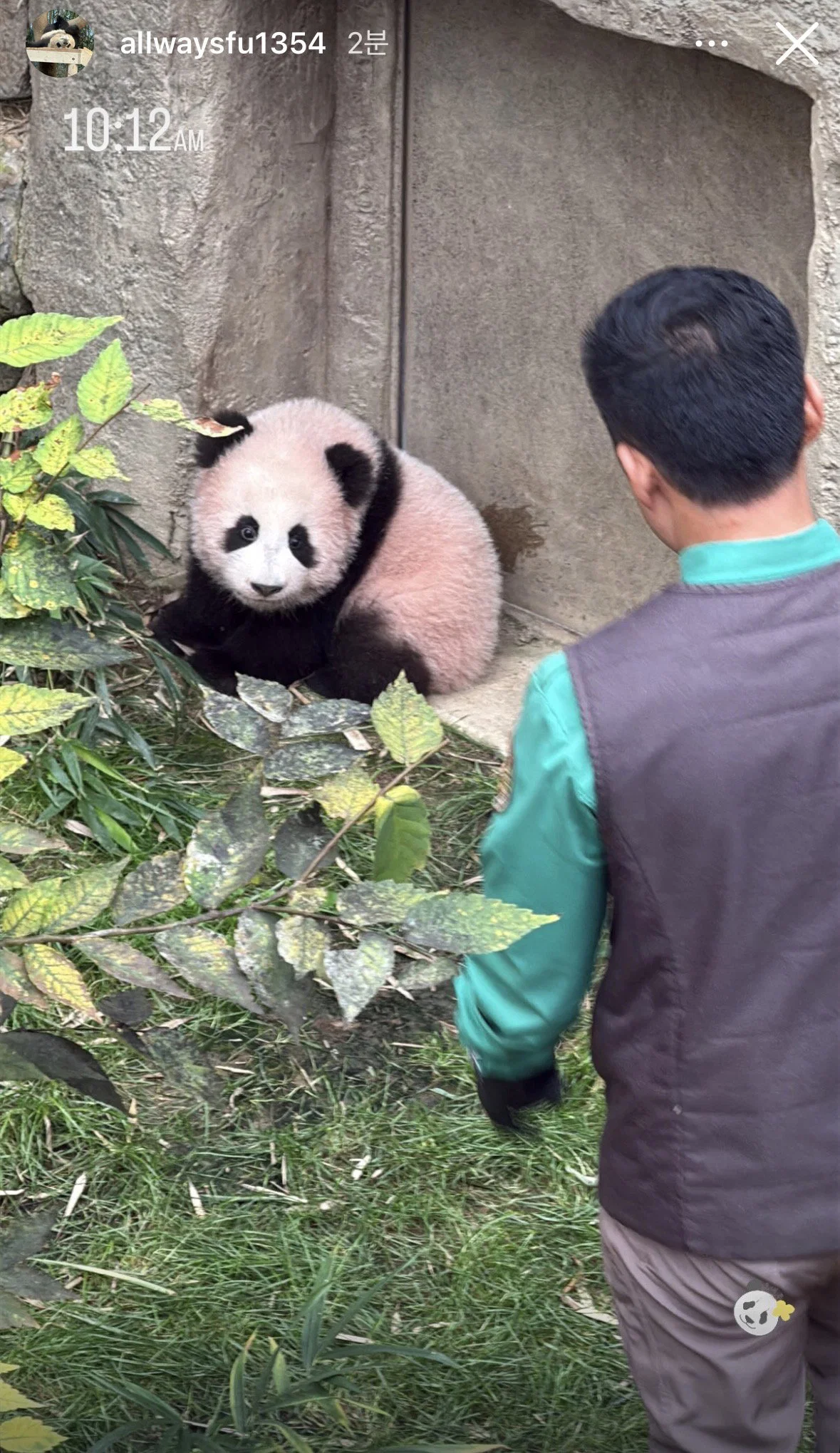 오늘 정식 데뷔한 슈바오🐼🩵 (4)