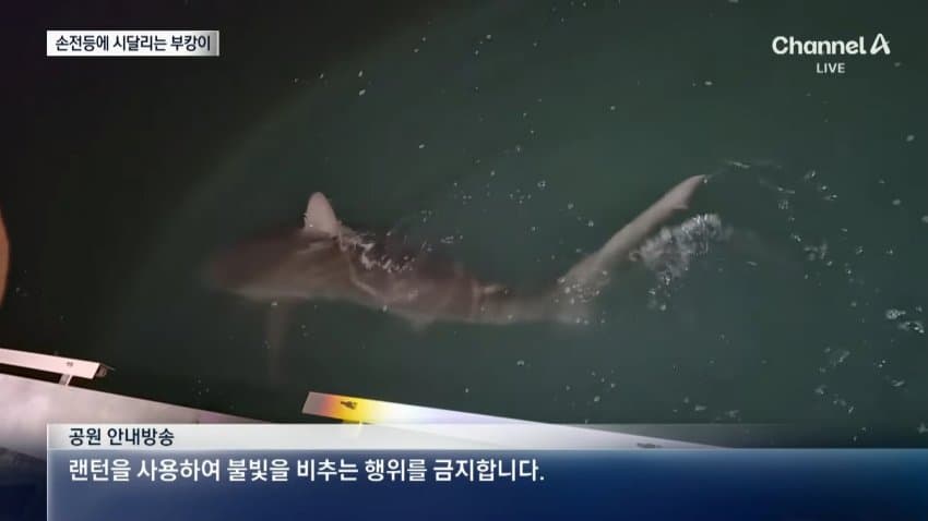 부캉이 보러... 결국 누적 100만명 돌파 (18)