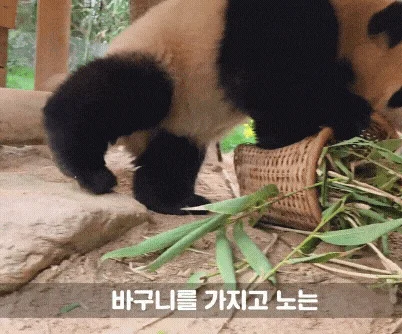 맘에 드는건 무조건 끌고가는 후이바오 🐼 🩷 (4)