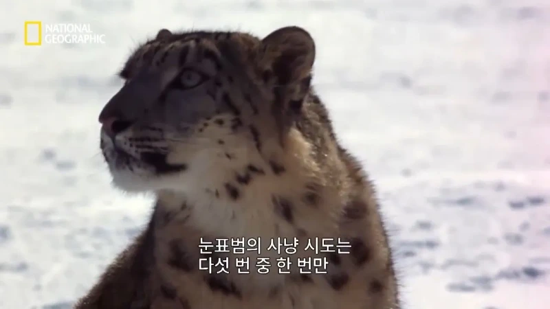 사냥 중 120m 절벽 아래로 떨어진 눈표범. jpg & YouT