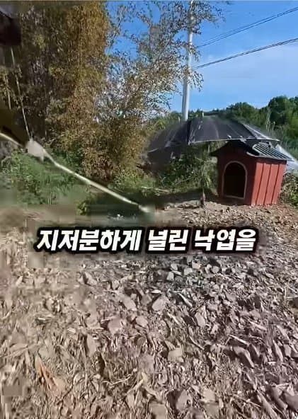 조회수1500만 견주 허락 없이 1개월 아기 강아지 그늘막 설치 사연, (19)