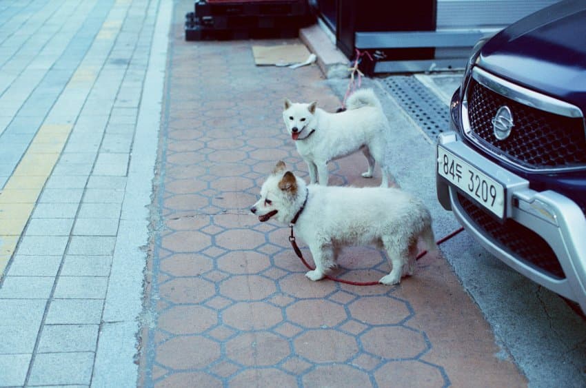 Eos1n 500T 사진들 봐줘 16pic (9)