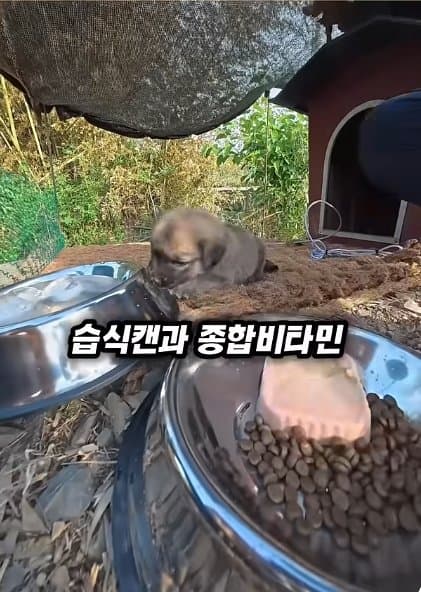 조회수1500만 견주 허락 없이 1개월 아기 강아지 그늘막 설치 사연, (38)