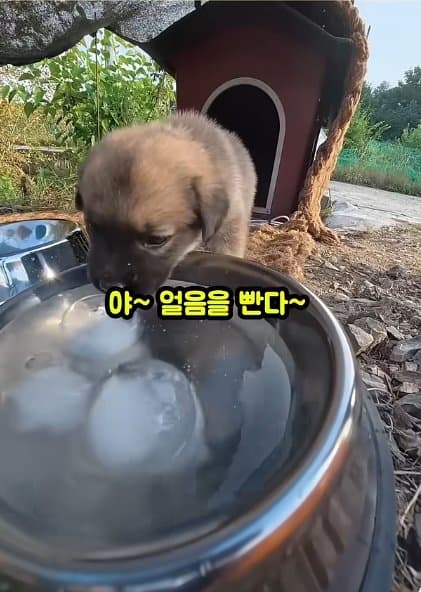 조회수1500만 견주 허락 없이 1개월 아기 강아지 그늘막 설치 사연, (37)