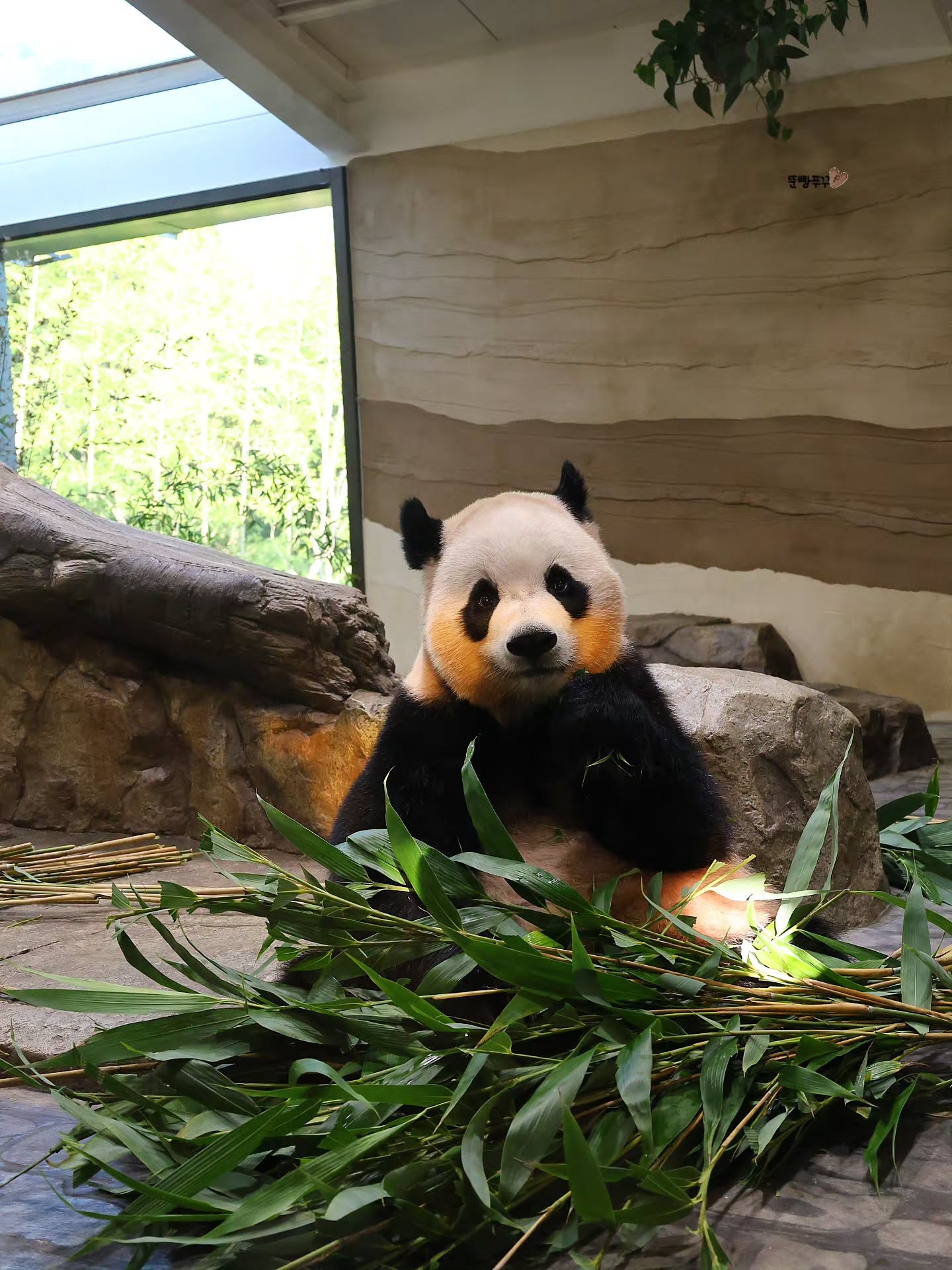 오후 햇살이 천연 블러셔가 되버린 루이바오💜🐼 (3)