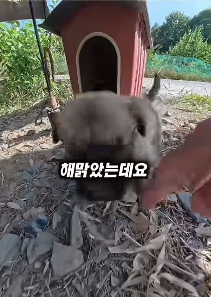 조회수1500만 견주 허락 없이 1개월 아기 강아지 그늘막 설치 사연, (14)