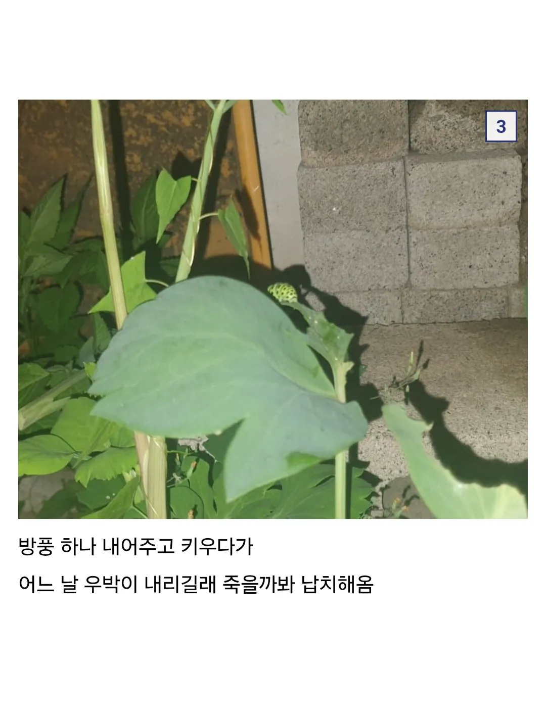 애벌레 잡아서 나비까지 키운 사람 (2)