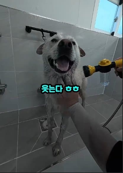 평생 목욕 한번 안 해본 차고지 지킴이 2살 한성이의 생애 첫 목욕대작전 (42)
