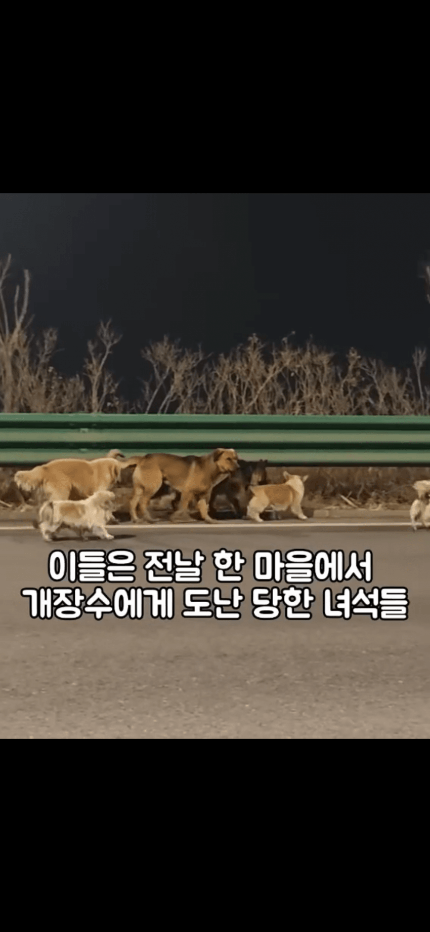 조회수 2억. 웰시코기 하드캐리. 개장수한테 도망가는개들 (11)