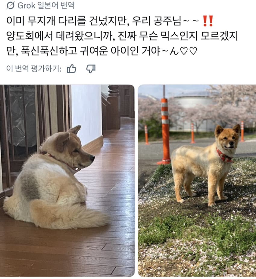 싱글벙글 너무 섞여서 잘 모르겠는 잡종견 사진집이 갖고 싶어 (21)