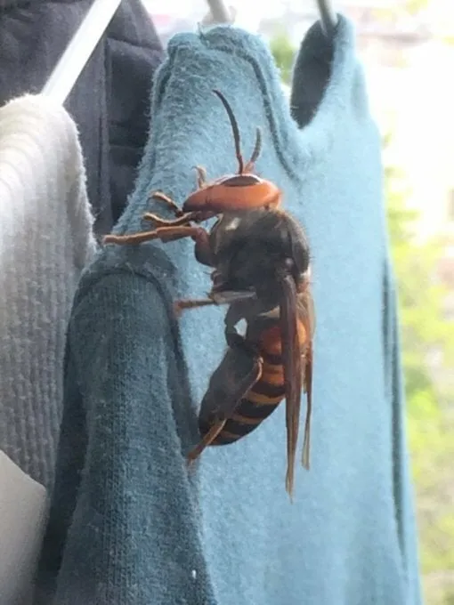 코 앞에서 본 장수말벌 실물