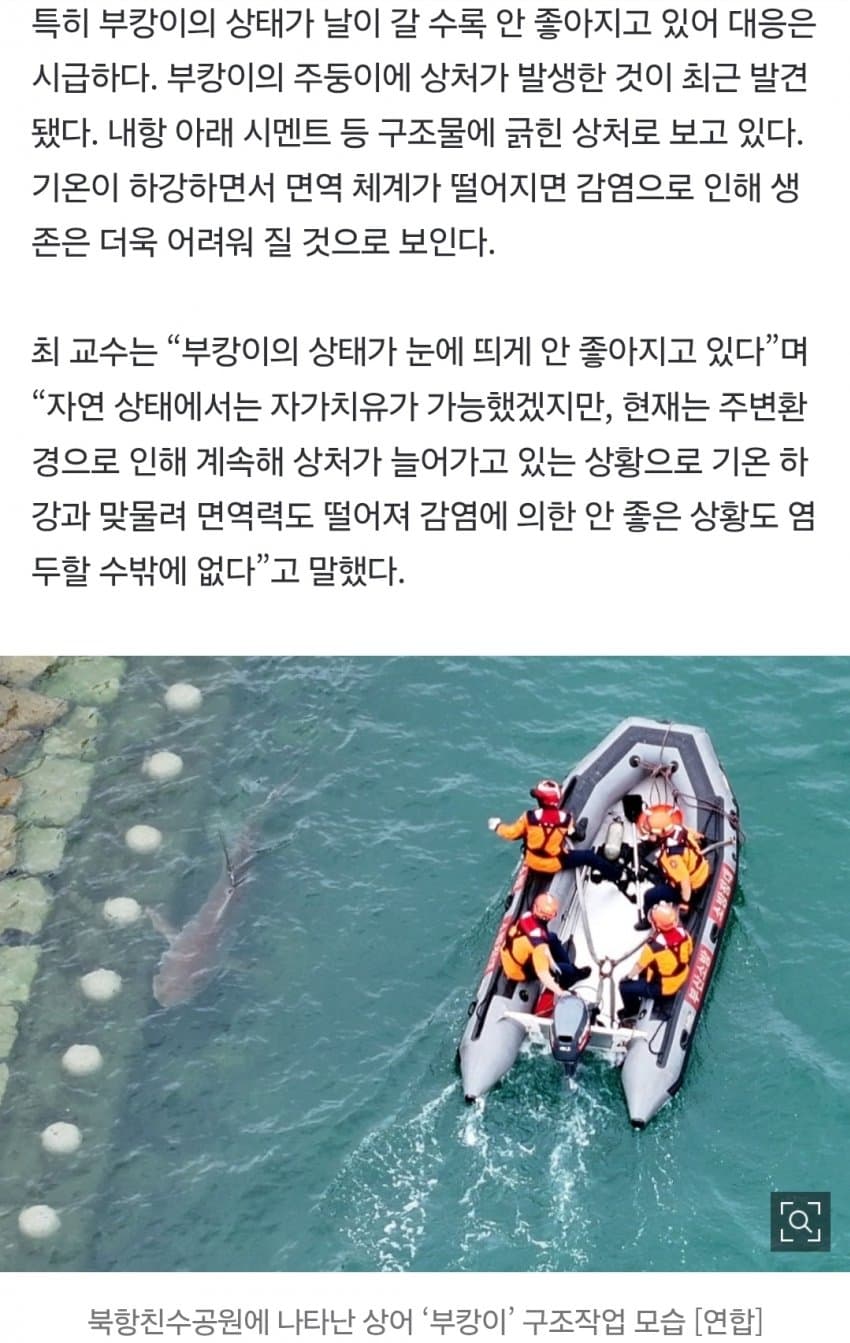 부캉이, 12월에 죽을지도…수온 하락에 폐사 가능성 나왔다 (6)