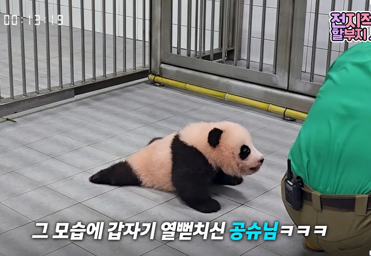 [전할시] 할부지 가니까 다급해져서 기어가는 슈바오🩵🐼 (5)