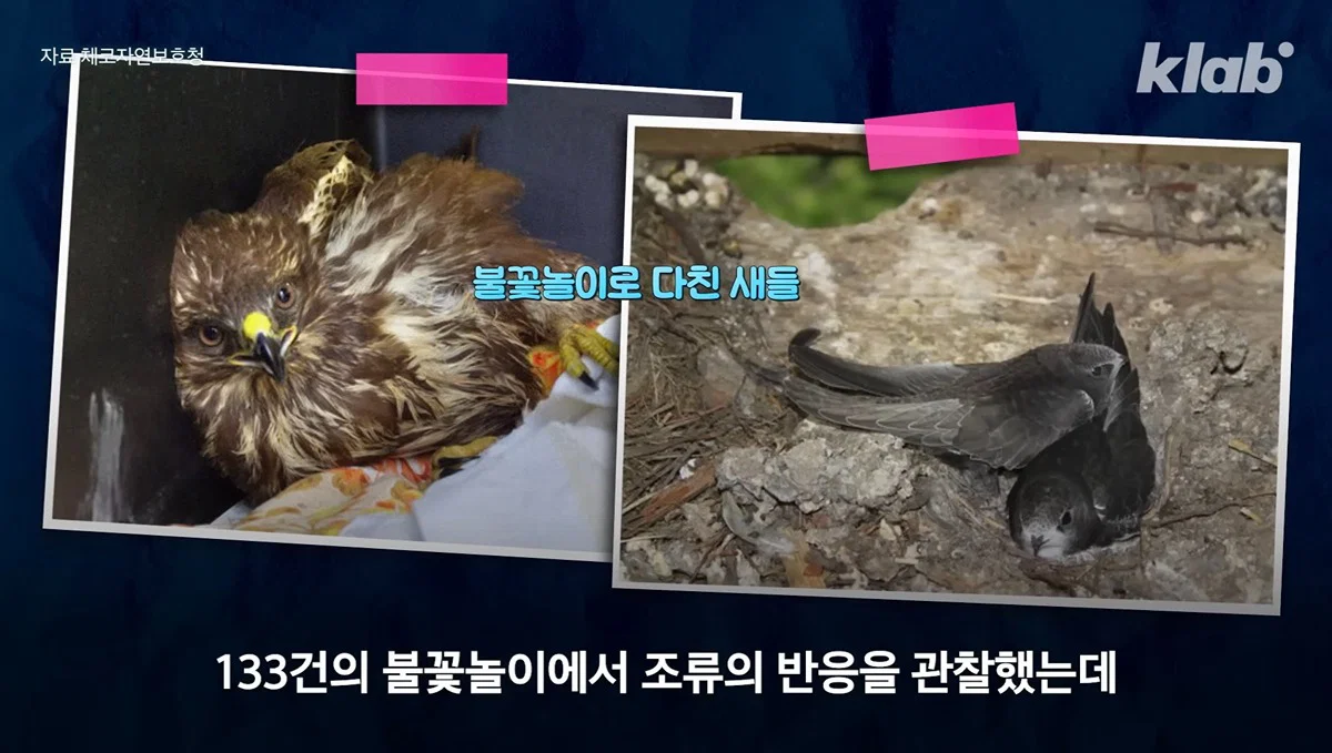 새들에겐 거의 전쟁난 수준이라는 불꽃축제 (33)