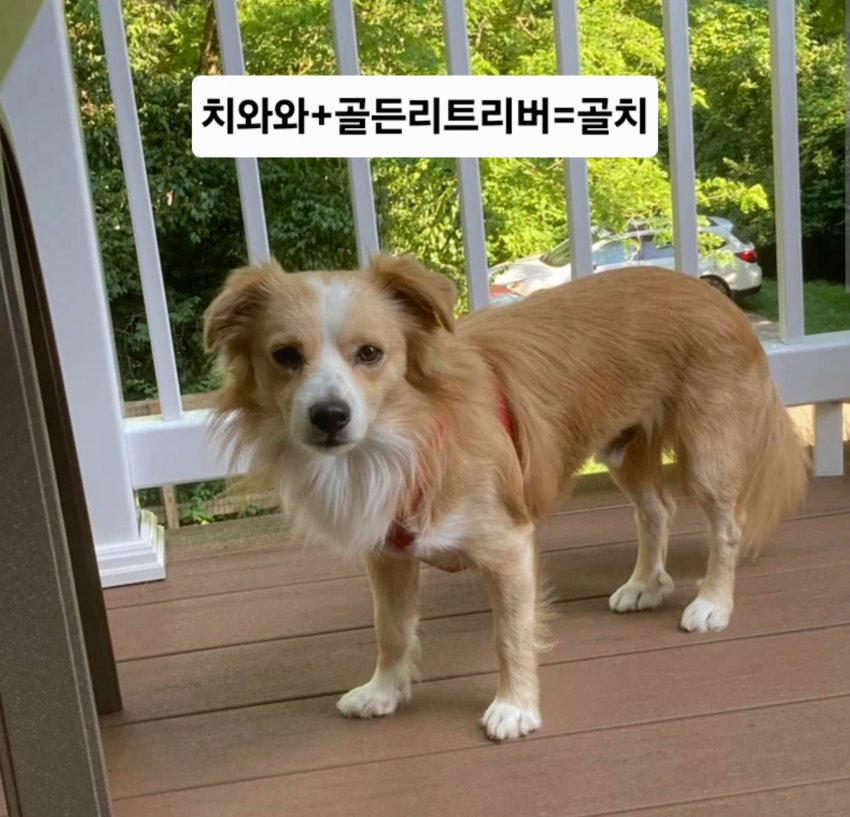 싱글벙글 래딧에 유행한다는 미친 짓 (20)