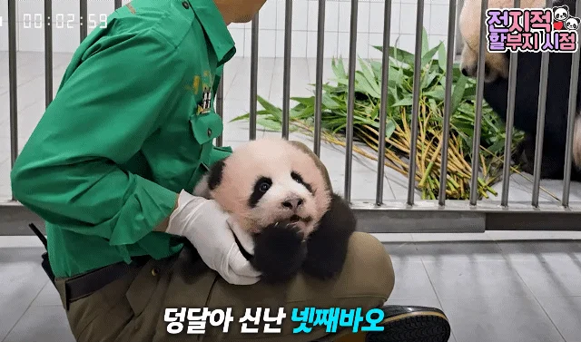 할부지 품안에서 녹아버린 슈크림🐼🩵 (6)