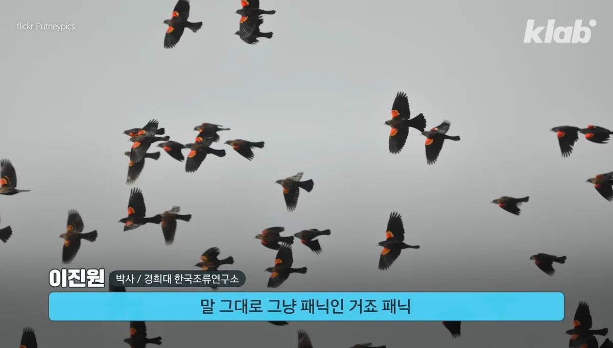 새들에겐 거의 전쟁난 수준이라는 불꽃축제 (14)