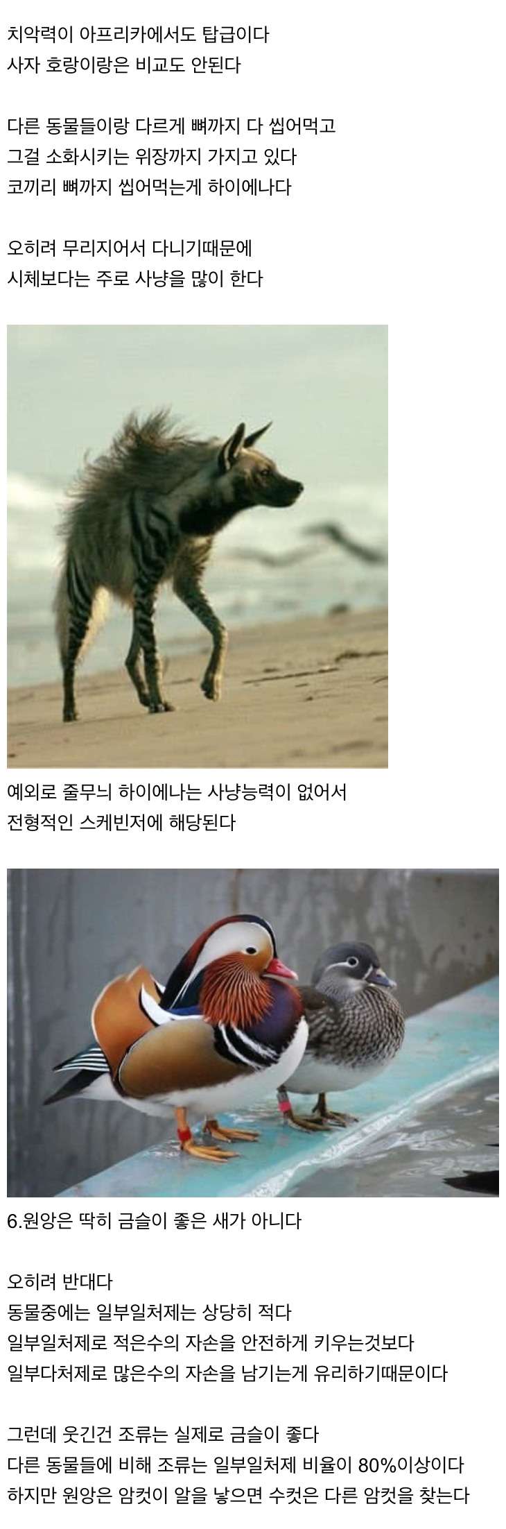 신기한 동물 지식 10가지 (2)