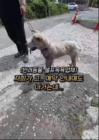 평생 목욕 한번 안 해본 차고지 지킴이 2살 한성이의 생애 첫 목욕대작전 (29)