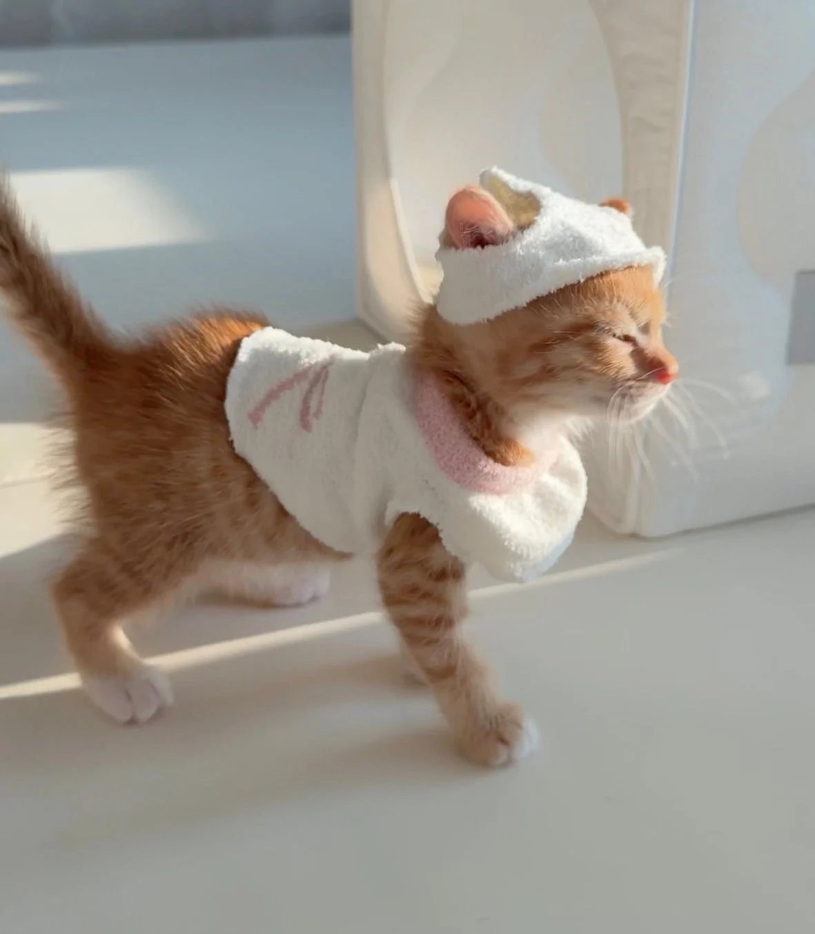 다이소 산 옷을 입는 고양이 (12)