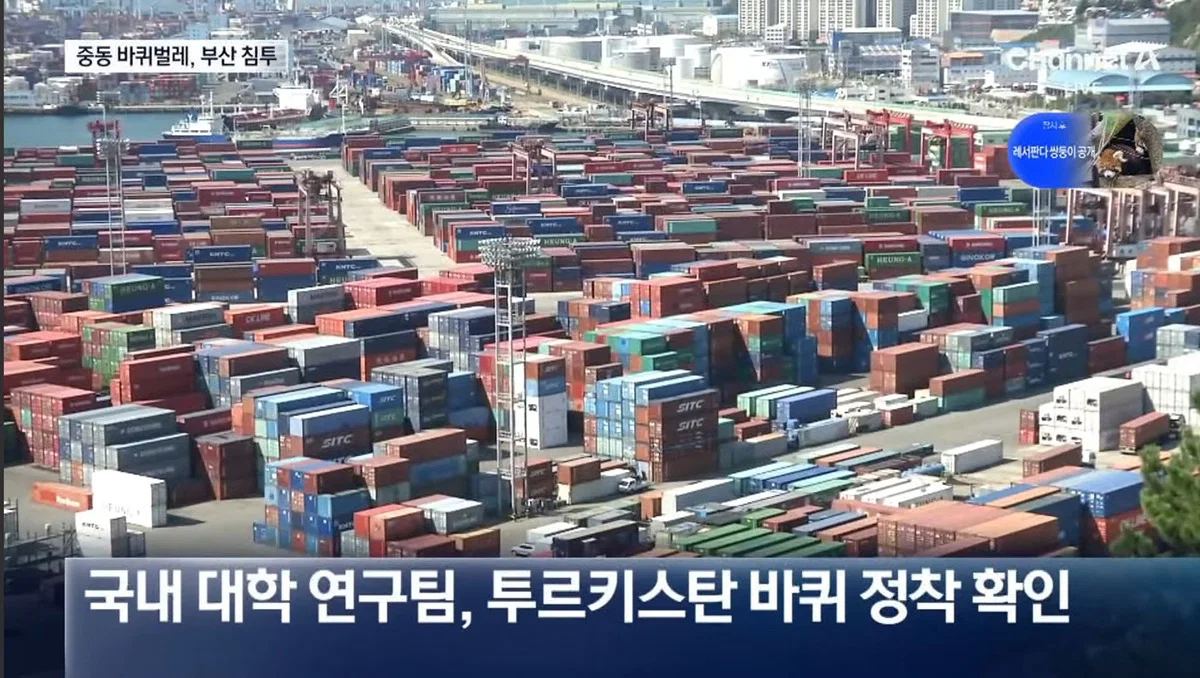 (바퀴사진주의) 어쩌다보니 한국 바퀴벌레를 응원하게 생긴 현재 부산 상황. (6)