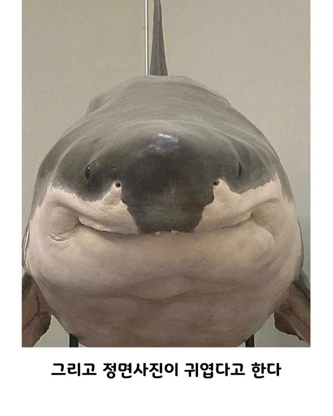 스위스 박물관에서 소장중인 백상아리의 숨겨진 비밀 (2)