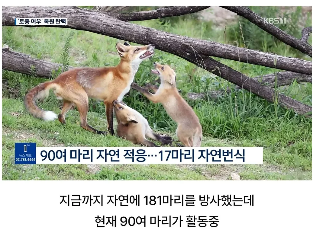 토종여우 근황 (3)