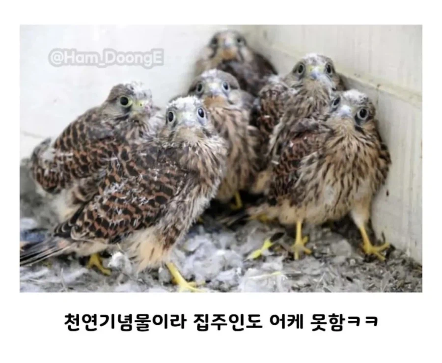 아파트 덕에 번식력이늘어난 동물 (4)