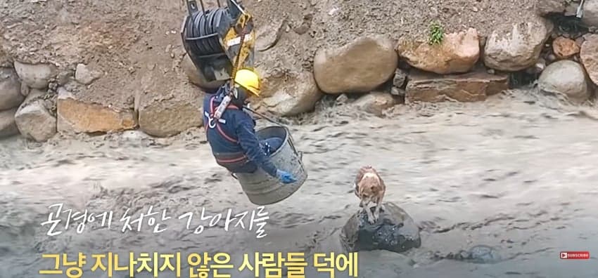 불어난 급류에 강아지 구하러 뛰어든 남자 (19)