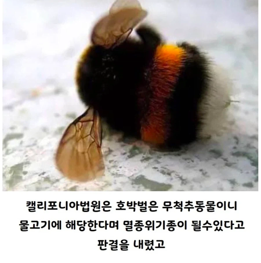 미국서 물고기로 취급되는 호박벌 (3)