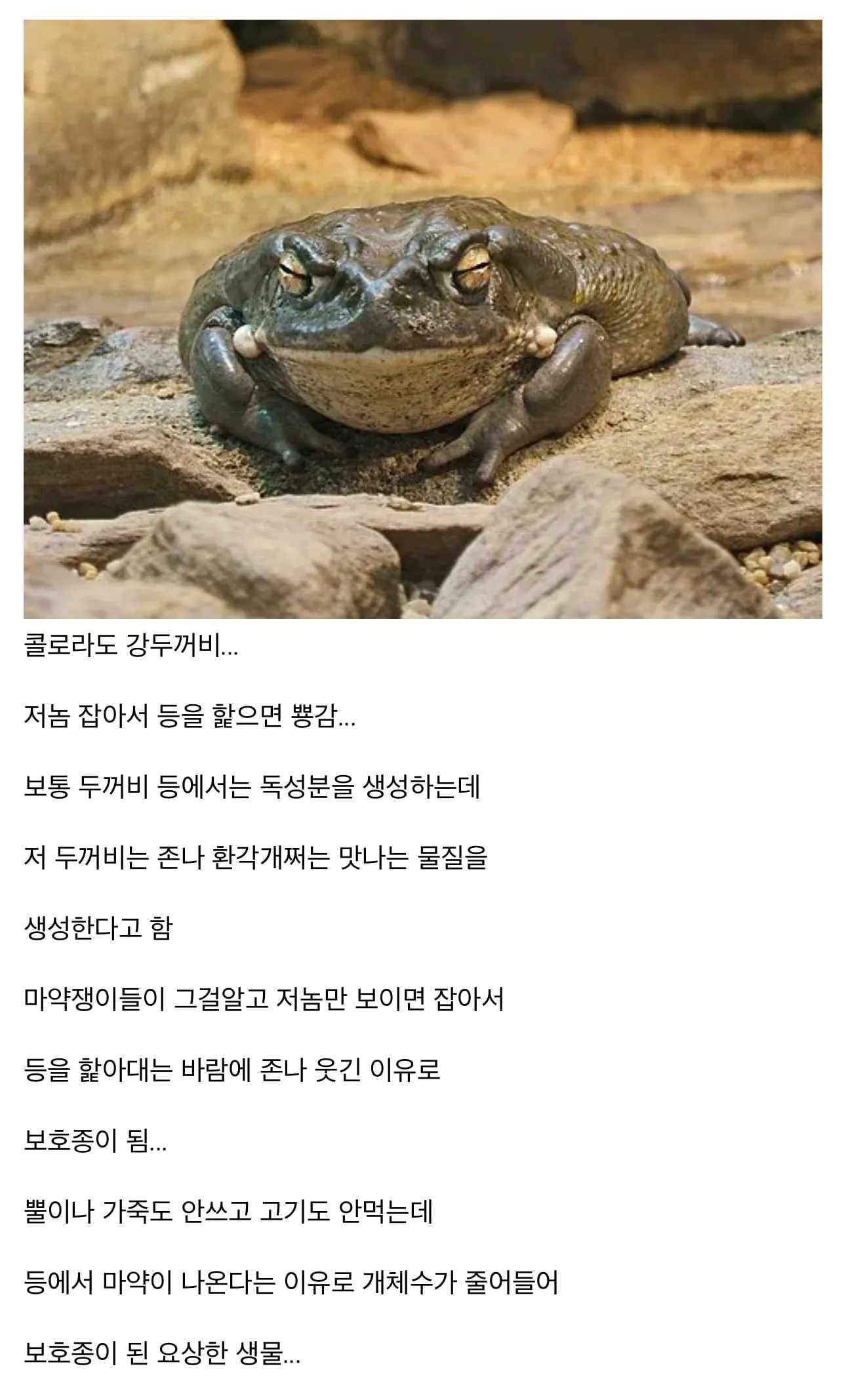 마약쟁이들이 조온나게 좋아한다는 동물...