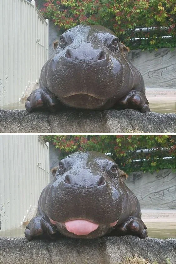 pFHejP