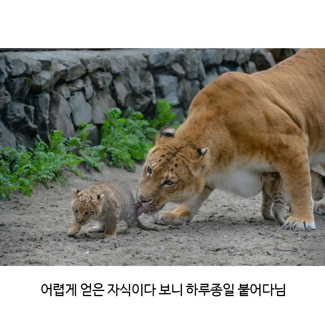 어렵게 태어난 릴라이거.jpg