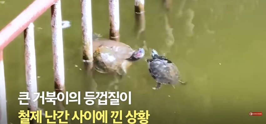 큰 거북이 곤경에 처하자 헤엄쳐간 작은 영웅들 (4)
